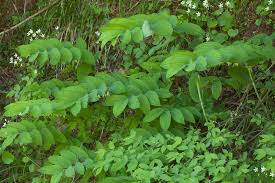 Attēlu rezultāti vaicājumam “Polygonatum multiflorum  leaf”