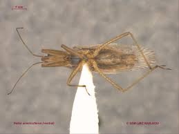 Attēlu rezultāti vaicājumam “Nabidae”