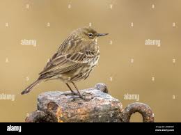 Image result for Anthus petrosus