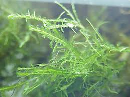 Attēlu rezultāti vaicājumam “Neckera complanata”