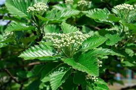 Attēlu rezultāti vaicājumam “Sorbus intermedia”