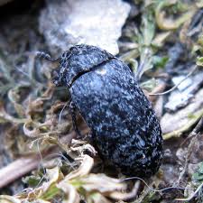 Attēlu rezultāti vaicājumam “Dermestes murinus”