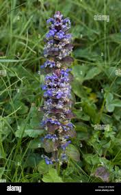 Attēlu rezultāti vaicājumam “Ajuga pyramidalis”