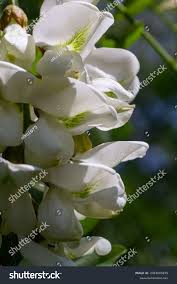 Attēlu rezultāti vaicājumam “Robinia pseudoacacia flower”