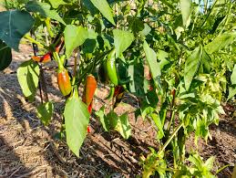 Afbeeldingsresultaat voor Szegedi 80 hot pepper