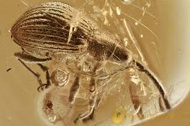 Attēlu rezultāti vaicājumam “Apionidae”