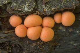 Attēlu rezultāti vaicājumam “Lycogala miserum spores”