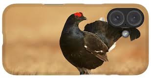 Image result for Tetrao tetrix