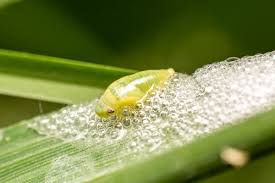 Attēlu rezultāti vaicājumam “Aphrophora salicina”