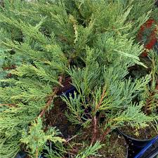 Attēlu rezultāti vaicājumam “Juniperus sabina”