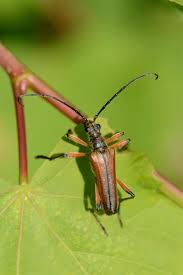 Attēlu rezultāti vaicājumam “Stenocorus meridianus”