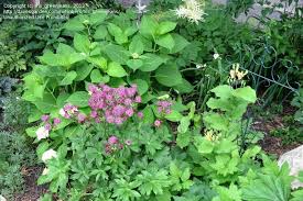 Image result for Astrantia majon `Abbey Road`