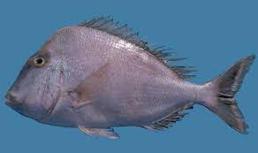 Image result for Calamus bajonado