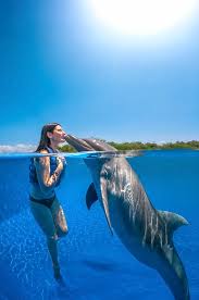 Image result for Adventure Dolphin
