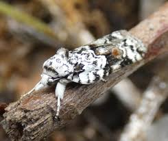 Attēlu rezultāti vaicājumam “Nycteola sp.”