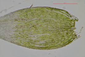 Attēlu rezultāti vaicājumam “Pseudotaxiphyllum elegans”