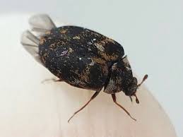 Attēlu rezultāti vaicājumam “Anthrenus museorum”