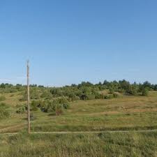 Attēlu rezultāti vaicājumam “Charissa ambiguata”