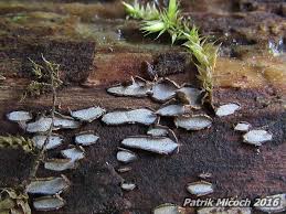 Attēlu rezultāti vaicājumam “Propolis farinosa”