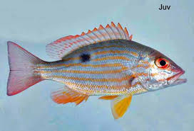 Image result for Lutjanus synagris