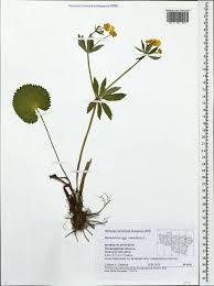 Attēlu rezultāti vaicājumam “Ranunculus cassubicus”