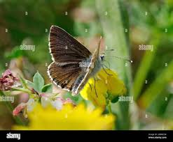 Attēlu rezultāti vaicājumam “Aricia artaxerxes  male”