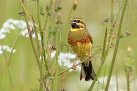 Image result for Emberiza cirlus