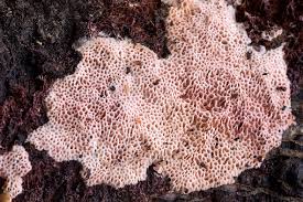 Attēlu rezultāti vaicājumam “Ceriporia purpurea”