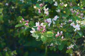 Attēlu rezultāti vaicājumam “Frangula alnus flower”
