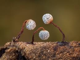 Attēlu rezultāti vaicājumam “Physarum murinum macro”