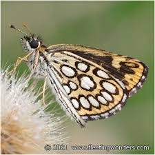 Attēlu rezultāti vaicājumam “Heteropterus morpheus”