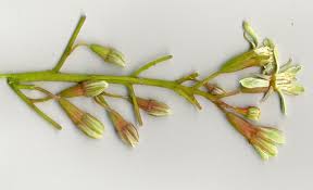 Attēlu rezultāti vaicājumam “Gymnocladus dioicus flower”