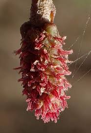 Attēlu rezultāti vaicājumam “Alnus glutinosa female flower”