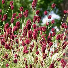Image result for Sanguisorba officinalis