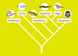 Image result for Evolution Stammbaum