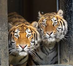 Afbeeldingsresultaat voor tijgers