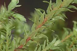 Attēlu rezultāti vaicājumam “Pohlia wahlenbergii”