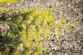 Attēlu rezultāti vaicājumam “Thuja plicata”