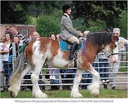 Image result for Blackpool & Fylde Horse Club