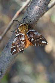 Attēlu rezultāti vaicājumam “Endromis versicolora”