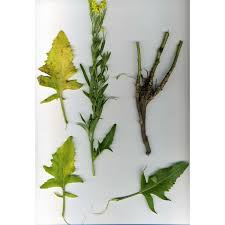 Attēlu rezultāti vaicājumam “Sisymbrium volgense”