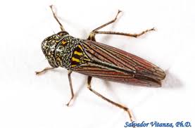 Attēlu rezultāti vaicājumam “Auchenorrhyncha”