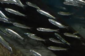 Image result for Clupea harengus