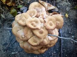 Attēlu rezultāti vaicājumam “Armillaria sp.”