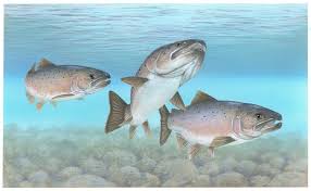 Image result for Salmo salar