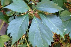 Attēlu rezultāti vaicājumam “Parthenocissus quinquefolia leaf”