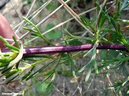 Attēlu rezultāti vaicājumam “Artemisia campestris leaf”