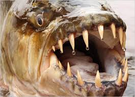 Image result for Goliath Tigerfish