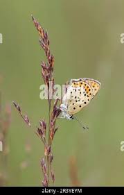 Attēlu rezultāti vaicājumam “Lycaena tityrus female”