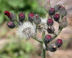 Attēlu rezultāti vaicājumam “Pilosella aurantiaca flower”